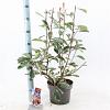Photinia fraseri Louise Pot 5 Liter 60 - 70 cm