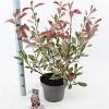 Photinia fraseri Louise Pot 5 Liter 60 - 70 cm