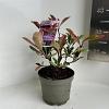 Photinia fraseri Pink Marble Pot 2 liter 25-30cm