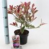 Photinia fraseri Pink Marble Pot 2 liter 25-30cm