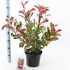 Photinia fraseri 'Red Robin' Pot 5 Liter 60 - 70 cm