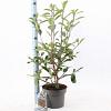 Photinia fraseri 'Red Robin' Pot 5 Liter 60 - 70 cm