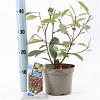 Photinia fraseri 'Red Robin' Pot 2 Liter 10 - 20 cm