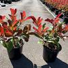 Photinia fraseri 'Red Robin' Pot 2 Liter 10 - 20 cm