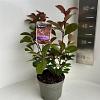 Photinia fraseri 'Red Robin' Pot 2 Liter 10 - 20 cm