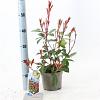 Photinia fraseri 'Red Robin' Pot 2 Liter 10 - 20 cm