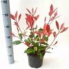 Photinia fraseri 'Red Robin' Pot 3 Liter 40 - 50 cm