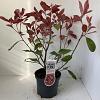 Photinia fraseri 'Red Robin' Pot 3 Liter 40 - 50 cm