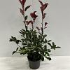 Photinia fraseri 'Red Robin' Pot 4 Liter 50 - 60 cm