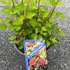 Physocarpus op. Raspberry Lemonade Pot 3 liter 25-30cm