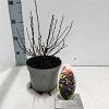 Physocarpus opulif. All Black Pot 2 liter 25-30cm
