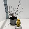 Physocarpus opulif. 'Dart's Gold' Pot 2 Liter30 - 40 cm