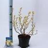 Physocarpus opulif. 'Dart's Gold' Pot 2 Liter30 - 40 cm