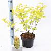 Physocarpus opulif. 'Dart's Gold' Pot 2 Liter30 - 40 cm