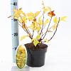 Physocarpus opulif. 'Dart's Gold' Pot 2 Liter30 - 40 cm
