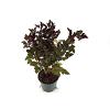 Physocarpus opulif. Diable d'Or Pot 3 Liter 40 - 50 cm