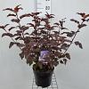 Physocarpus opulif. Lady in Red Pot 5 Liter 50 - 60 cm