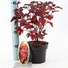 Physocarpus opulif. Little Angel Pot 2 liter 25-30cm