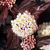 Physocarpus opulif. Little Joker Pot 5 Liter 40 - 50 cm
