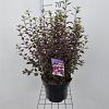 Physocarpus opulif. Little Joker Pot 5 Liter 40 - 50 cm