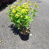 Physocarpus opulif. 'Nugget' Pot 3 Liter 40 - 50 cm