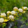 Physocarpus opulif. 'Nugget' Pot 3 Liter 40 - 50 cm