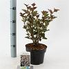 Physocarpus opulif. 'Red Baron' Pot 2 liter 25-30cm