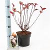 Physocarpus opulif. 'Red Baron' Pot 2 liter 25-30cm