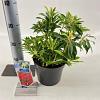 Pieris 'Flaming Silver' Pot 3 liter 25-30cm
