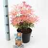 Pieris 'Flaming Silver' Pot 3 liter 25-30cm