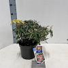 Pieris 'Flaming Silver' Pot 3 liter 25-30cm