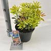 Pieris 'Flaming Silver' Pot 3 liter 25-30cm
