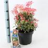 Pieris 'Flaming Silver' Pot 5 liter 25-30cm