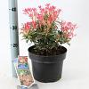 Pieris 'Flaming Silver' Pot 5 liter 25-30cm
