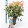 Pieris 'Flaming Silver' Pot 5 liter 25-30cm