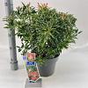 Pieris 'Flaming Silver' Pot 5 liter 25-30cm