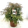 Pieris 'Forest Flame' Pot 10 liter 40 - 50 cm