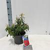Pieris 'Forest Flame' Pot 3 liter 20-25cm 