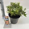 Pieris 'Forest Flame' Pot 3 liter 20-25cm 