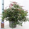 Pieris jap. 'Katsura' Pot 5 Liter 30 - 40 cm