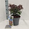 Pieris jap. 'Katsura' Pot 5 Liter 30 - 40 cm