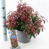 Pieris jap. 'Katsura' Pot 5 Liter 30 - 40 cm
