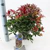 Pieris jap. 'Katsura' Pot 3 liter 20-25cm 