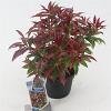 Pieris jap. 'Katsura' Pot 3 liter 20-25cm 