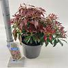 Pieris jap. 'Katsura' Pot 3 liter 20-25cm 