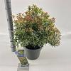 Pieris jap. 'Little Frosty' Pot 5 Liter 30 - 40 cm
