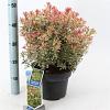 Pieris jap. 'Little Frosty' Pot 5 Liter 30 - 40 cm