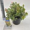 Pieris jap. 'Little Frosty' Pot 3 liter 20-25cm 