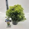 Pieris jap. Little Goldy Pot 5 Liter 30 - 40 cm