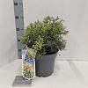 Pieris jap. Little Goldy Pot 5 Liter 30 - 40 cm